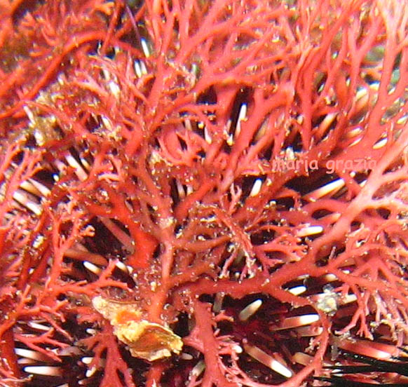 Sphaerococcus coronopifolius